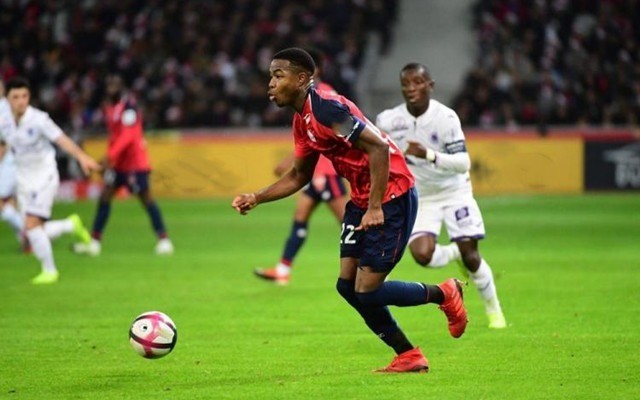 对比鹈鹕的 对比鹈鹕的